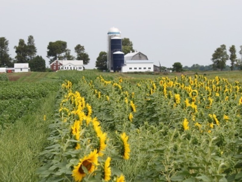 Local production for local use is the ‘biofuel’ model that works in Vermont