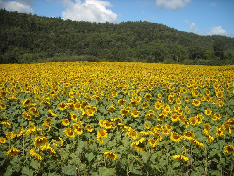 Vermont sunflowers to help provide biodiesel power