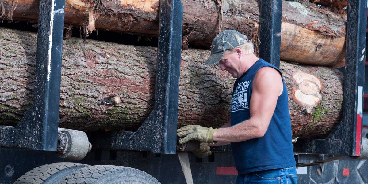 Vermont forestry wood harvest sustainable results