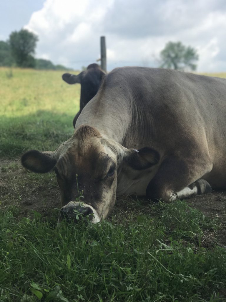 Producing Skyr in Vermont Vermont Sustainable Jobs Fund