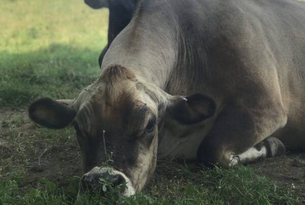 Jersey Cow at Gammelgården Creamery in Vermont