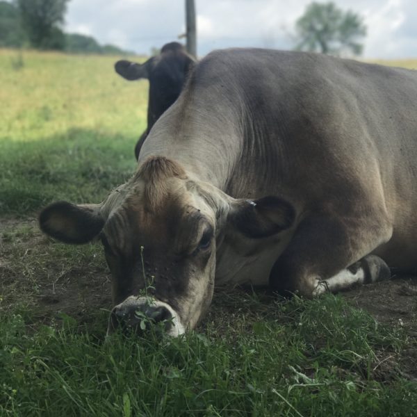 Jersey Cow at Gammelgården Creamery in Vermont