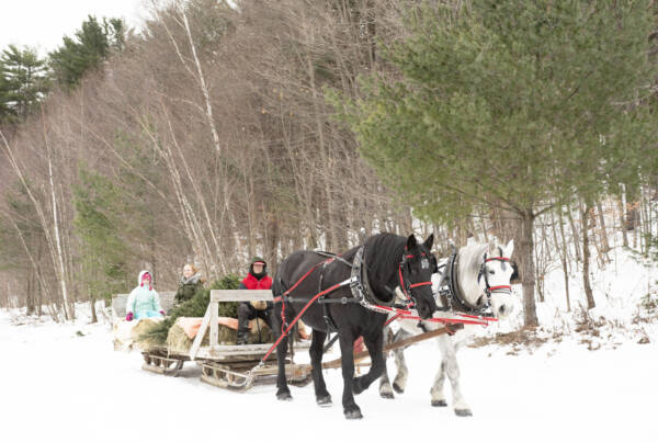 David Russell, owner of Russell Christmas Tree Farm in Starksboro, gives visitors a ride on a horse-drawn sleigh. The farm sells between 1,000 and 1,500 Christmas trees every year, all of them grown on Russell’s 360-acre farm.