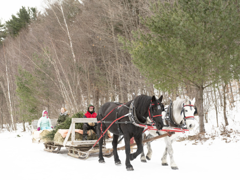 David Russell, owner of Russell Christmas Tree Farm in Starksboro, gives visitors a ride on a horse-drawn sleigh. The farm sells between 1,000 and 1,500 Christmas trees every year, all of them grown on Russell’s 360-acre farm.