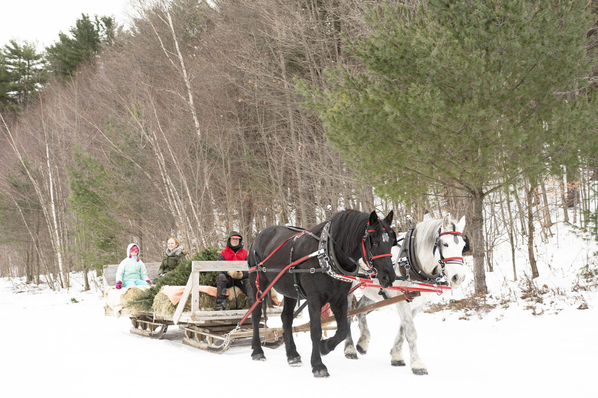 David Russell, owner of Russell Christmas Tree Farm in Starksboro, gives visitors a ride on a horse-drawn sleigh. The farm sells between 1,000 and 1,500 Christmas trees every year, all of them grown on Russell’s 360-acre farm.