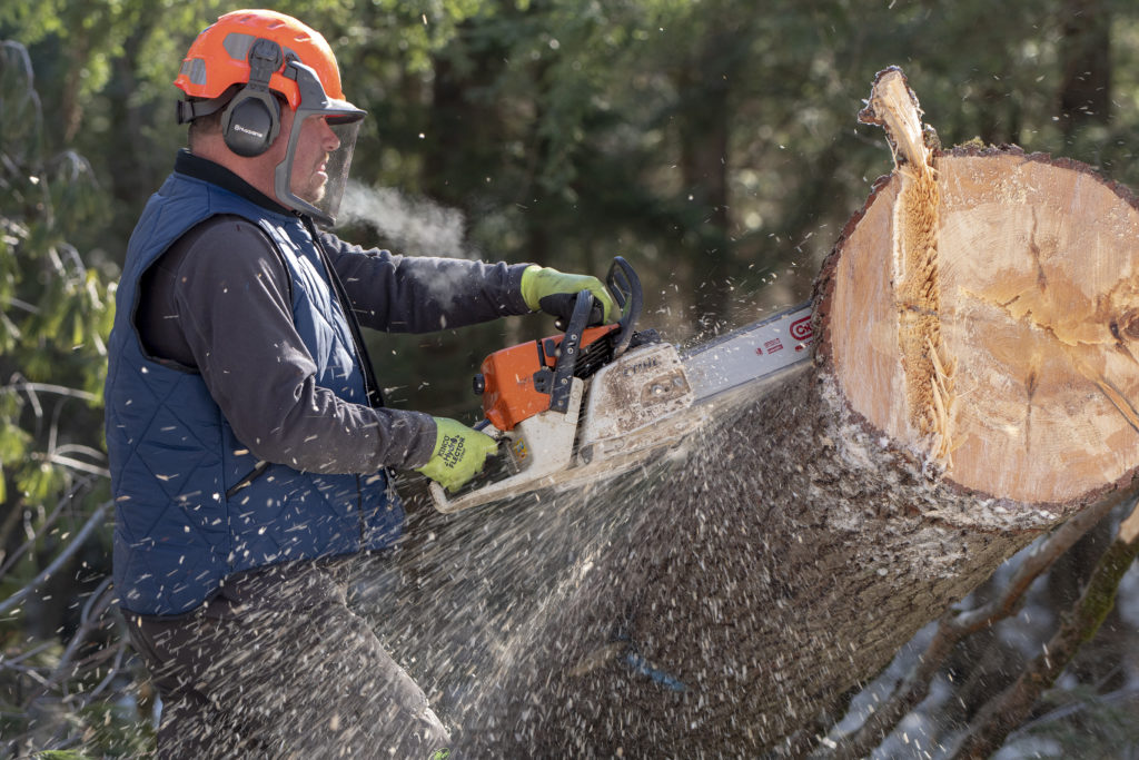 Dave Wilcox harvests a white pine tree on his family’s property in West Berlin. The property, a Certified Tree Farm and enrolled in current use, has been in the Wilcox family since 1973.