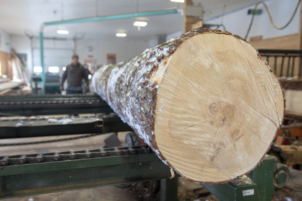White pine from the Wilcox land is cut at Fontaine Sawmill in East Montpelier.