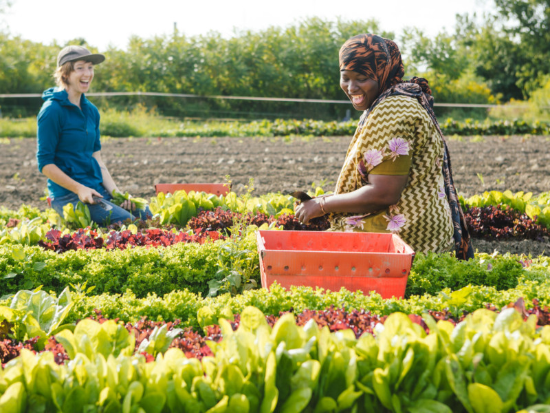 River Berry Crew Picks Lettuce_Intervale