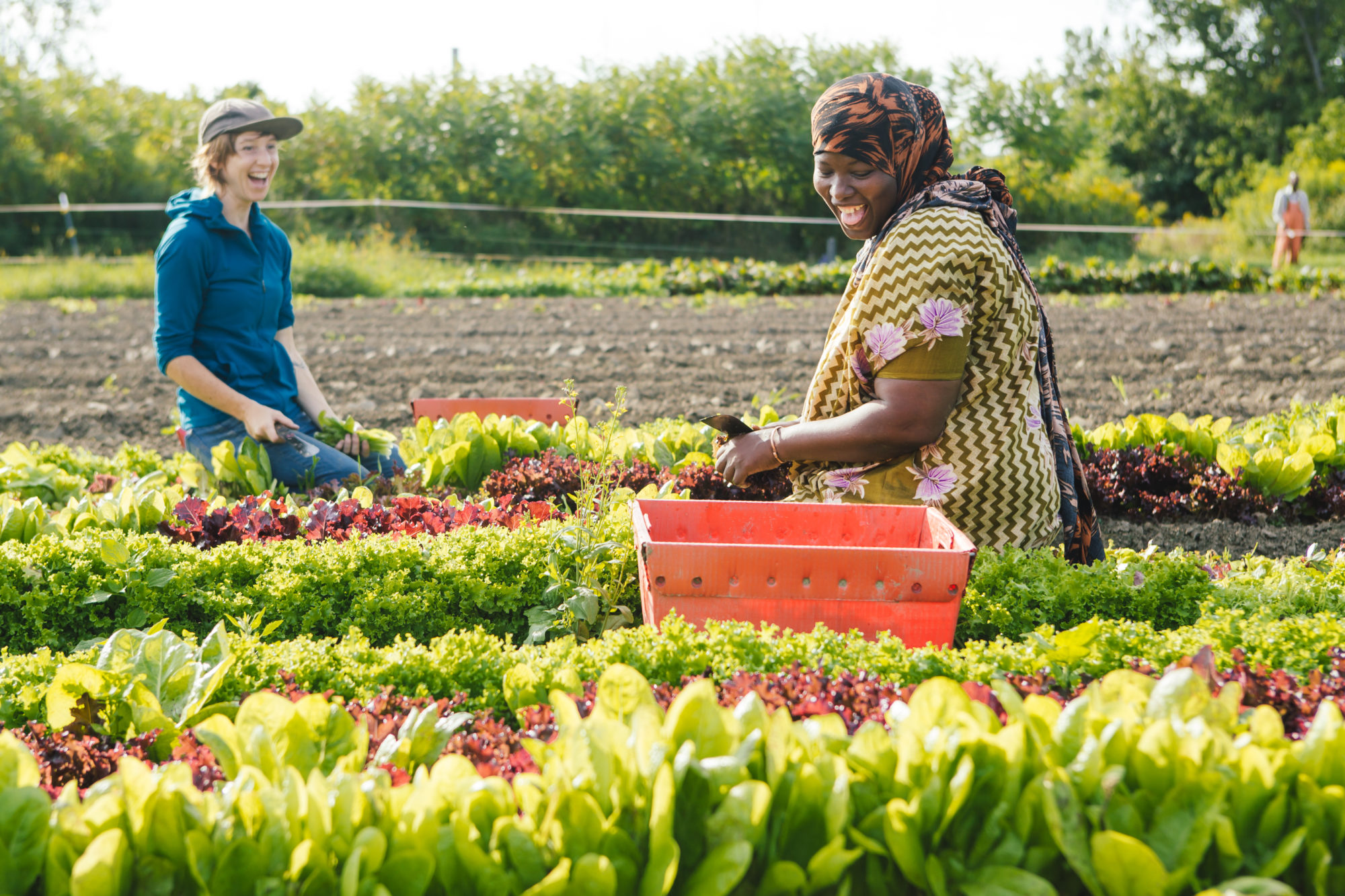 River Berry Crew Picks Lettuce_Intervale