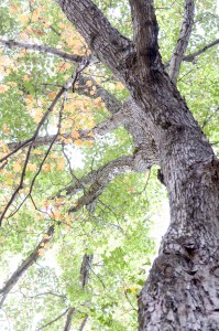 Maple Tree in Vermont