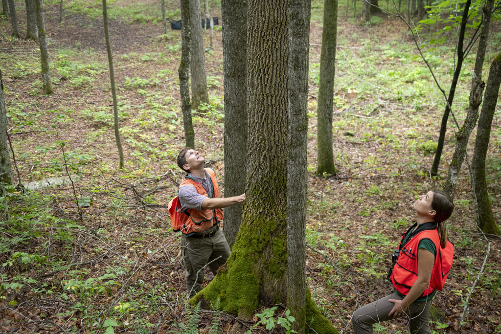 UVM Professor Tony D’Amato and Vermont State Climate Forester Alexandrea “Ali” Kosiba inspect an ash tree in West Corinth.