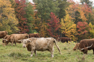 von Trapp Scottish Highland Cattle