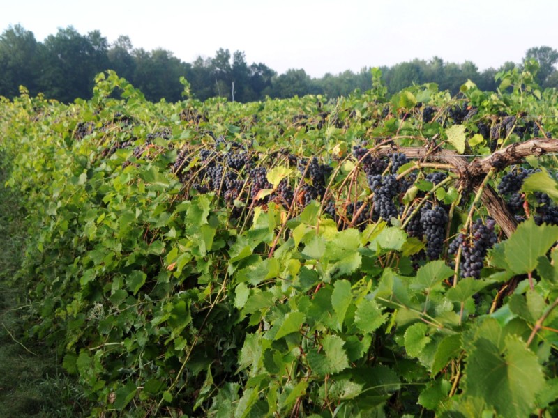 Rows and rows of grapes at Lincoln Peak Vineyard. Courtesy photo.
