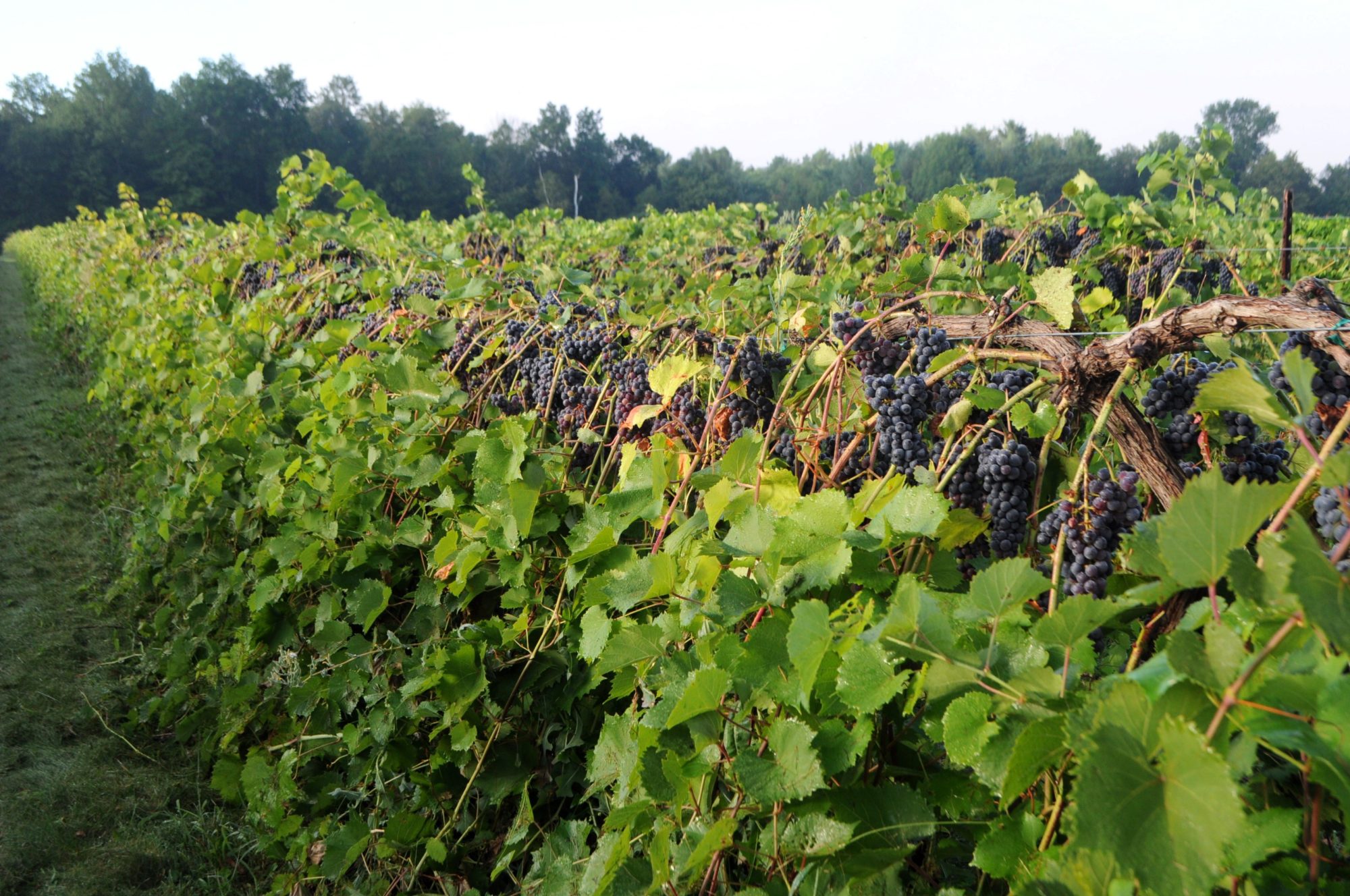 Rows and rows of grapes at Lincoln Peak Vineyard. Courtesy photo.