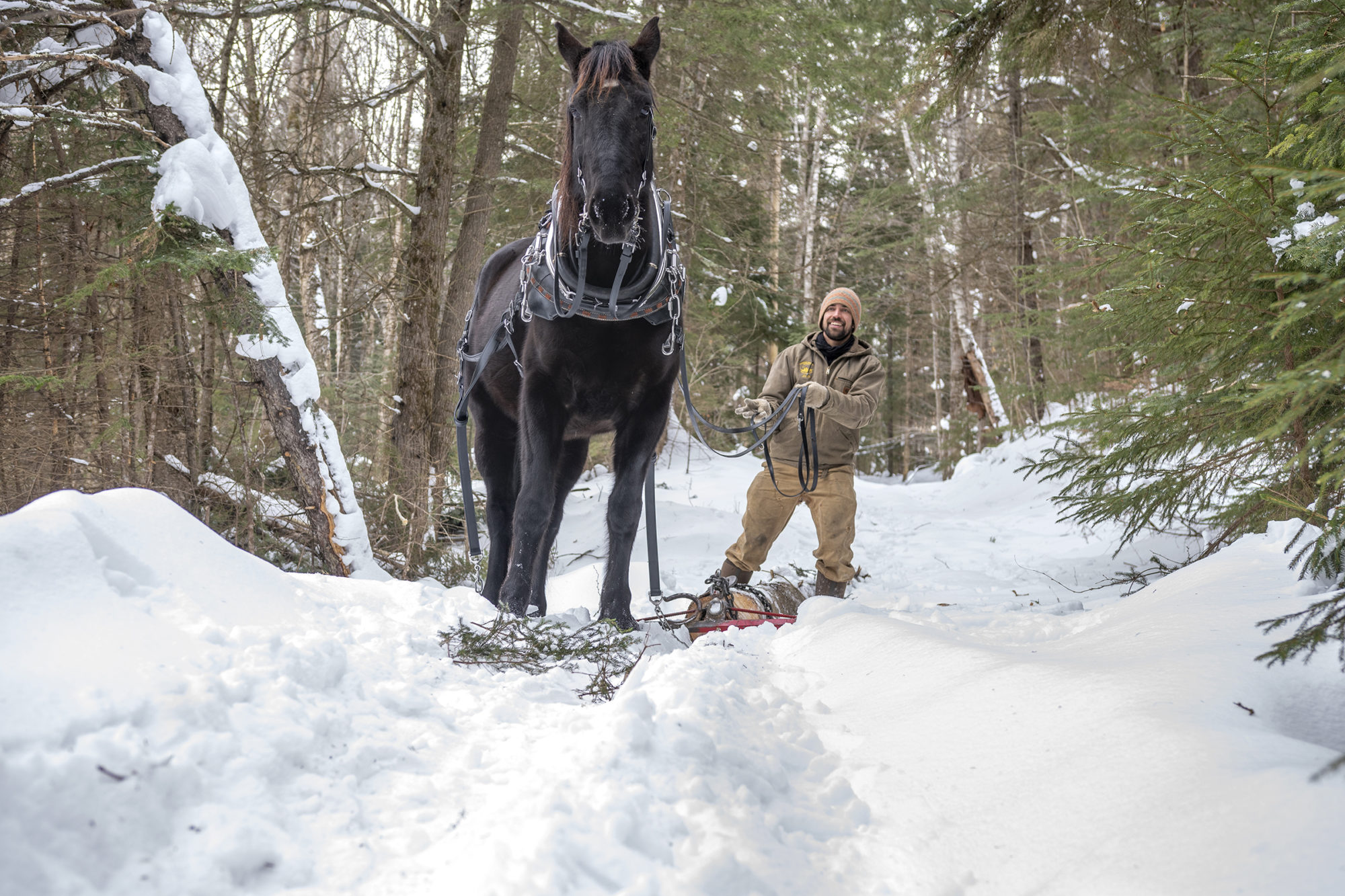 Rugged Ridge Maple horse Hilde and Josh Seidman