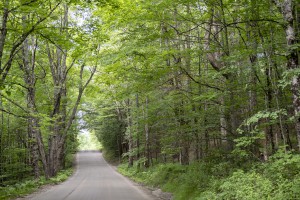 Adamant Road in Calais is where local tree warden Neal Maker is working with the town to plan for the preservation of a row of maples. Photo courtesy of Erica Houskeeper.