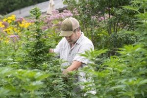 Joe Pimentel inspects organic hemp at his farm in Stockbridge. Photo by Erica Houskeeper.