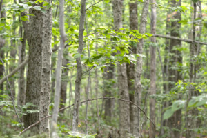 In Okemo State Forest, this one-half acre wooded area will be a log landing space for a future timber harvest. Photo by Erica Houskeeper.