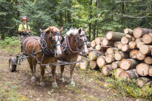 Derek O’Toole works at a site in Northfield with his horses. O’Toole and Johnson co-founded Third Branch Logging in 2018 because they believe there is a market in Vermont for low-impact logging that emphasizes forest ecology over speed or volume. Photo by Erica Houskeeper.