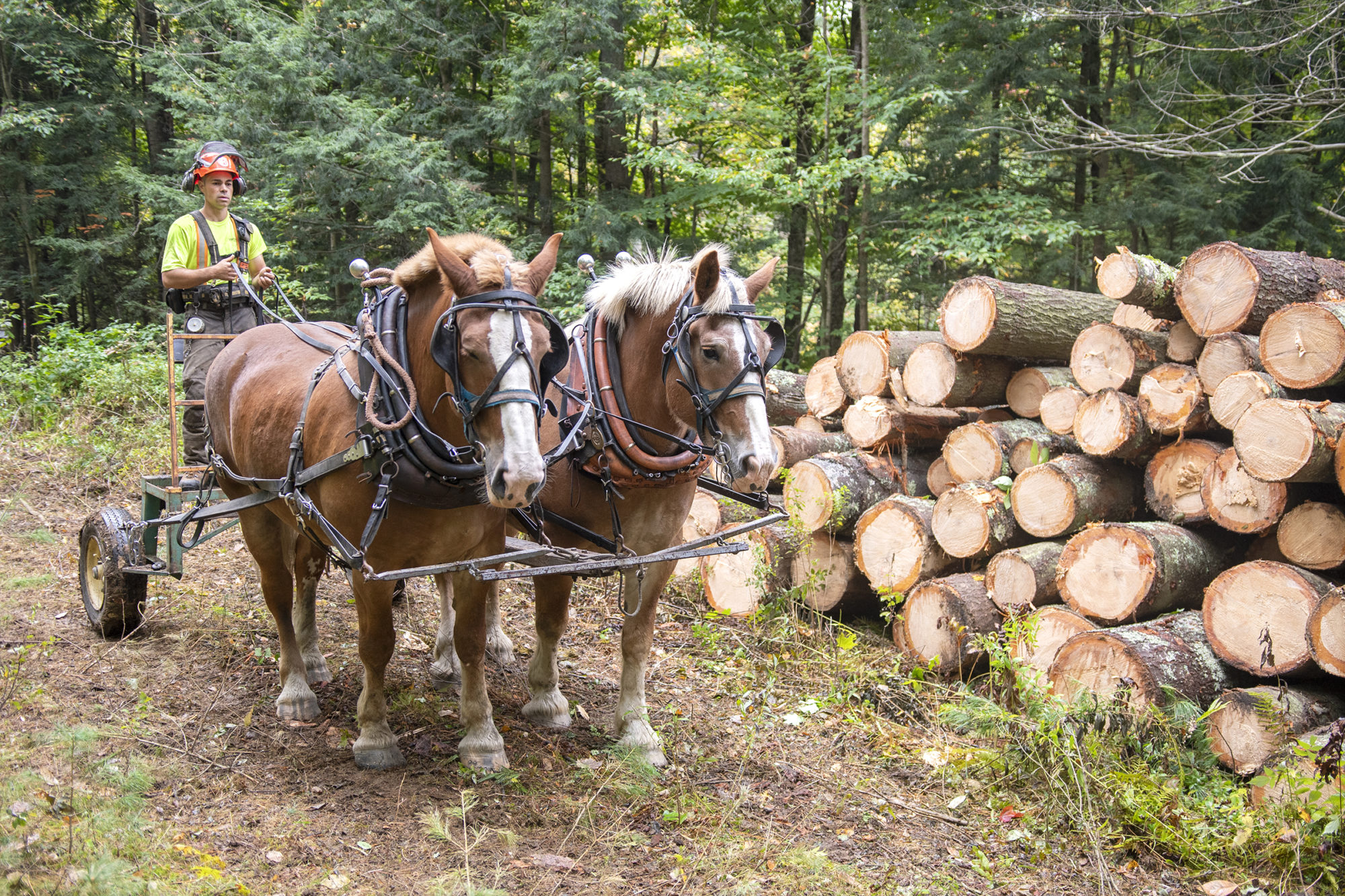 Derek O’Toole works at a site in Northfield with his horses. O’Toole and Johnson co-founded Third Branch Logging in 2018 because they believe there is a market in Vermont for low-impact logging that emphasizes forest ecology over speed or volume. Photo by Erica Houskeeper.