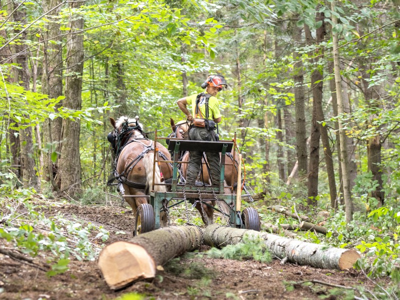 Third Branch Horse Logging Finds Niche for Low-Impact, Sustainable Horse Logging in Vermont Third Branch Horse Logging Finds Niche for Low-Impact, Sustainable Horse Logging in Vermont