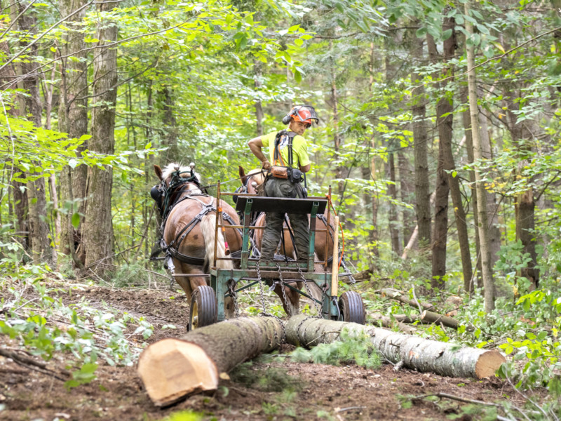 Derek O’Toole works in the woods with his horses in Northfield. Photo by Erica Houskeeper.