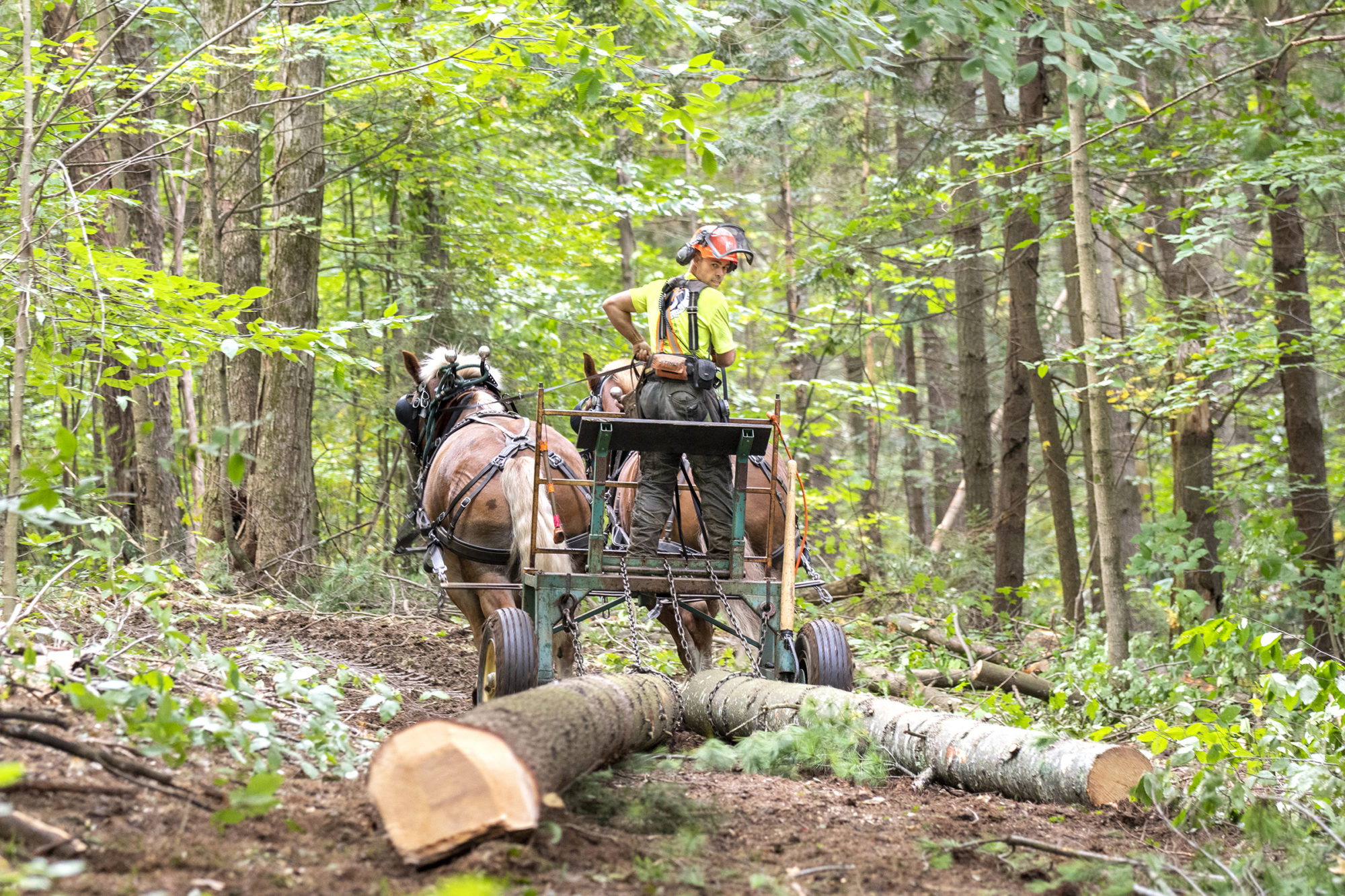 Derek O’Toole works in the woods with his horses in Northfield. Photo by Erica Houskeeper.