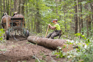 Derek O’Toole works in the woods with his horses in Northfield. Photo by Erica Houskeeper.