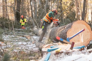 Employee Jack Dacey uses his chainsaw at an active harvest site in Windham. / Photo by Erica Houskeeper