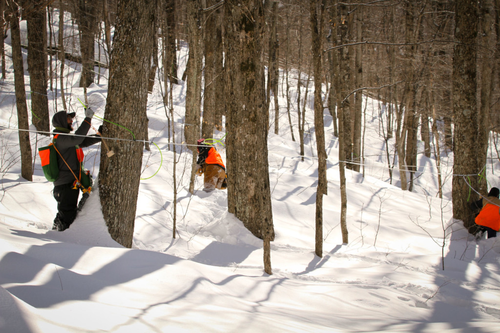 Working in the forest at Runamok maple. Photo courtesy of Runamok®.