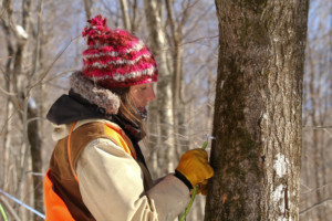 Tapping trees with Runamok maple. Photo courtesy of Runamok®.