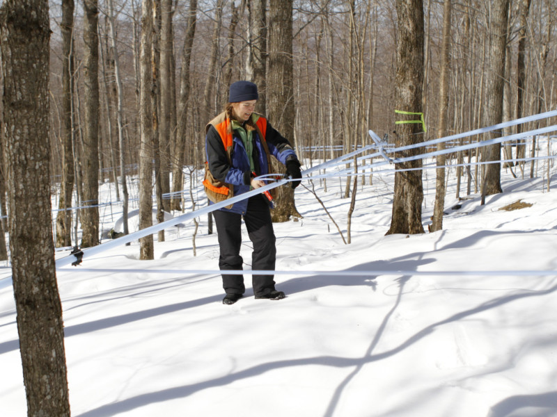 Runamok maple co-founder Laura Sorkin sets lines. Photo courtesy of Runamok®.