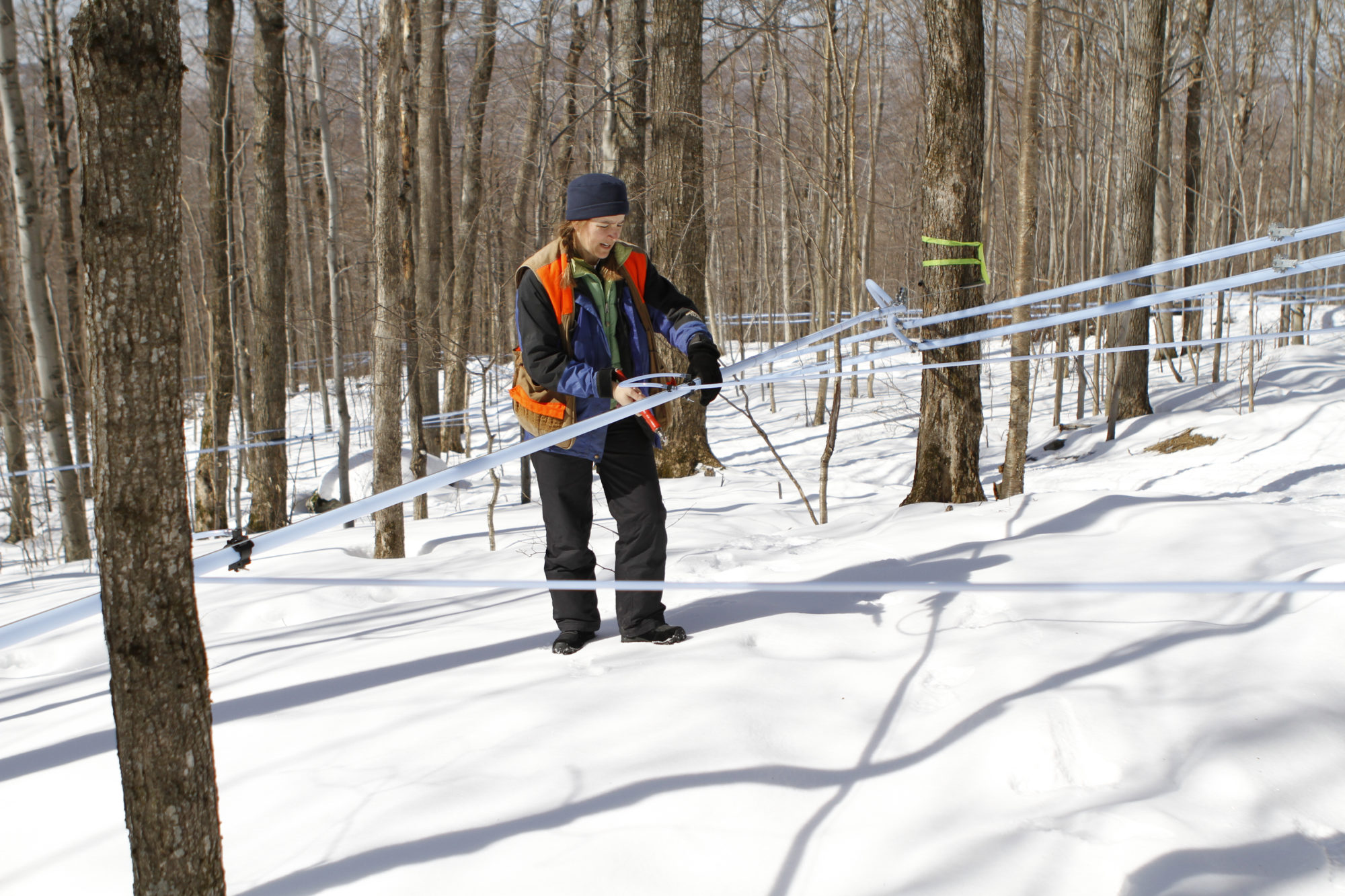 Runamok maple co-founder Laura Sorkin sets lines. Photo courtesy of Runamok®.