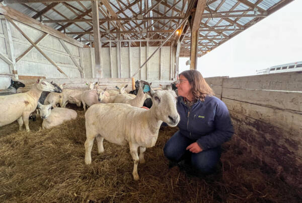Katie Sullivan of Bobolink Yarns admires the fresh shearing. She will use the wool from the flock to create yarn for Bobolink Yarns.