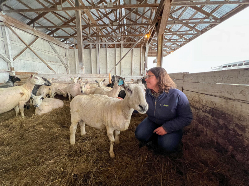 Katie Sullivan of Bobolink Yarns admires the fresh shearing. She will use the wool from the flock to create yarn for Bobolink Yarns.