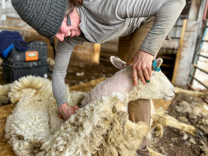 Mary Lake of Can Do Shearing shears a ewe at Snug Valley Farm. The wool will be sold to Bobolink Yarns to be turned into a hand-dyed fingerling yarn.