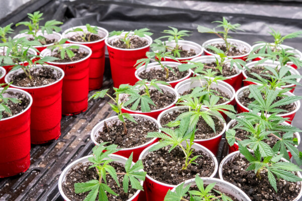 Cannabis plants at the Vermont Grow Barn in Brattleboro. Vermont Grow Barn, a grow supply store, was established in 2021 by Scott Sparks as a sister store to his CBD shop Vermont Hempicurean. Photo by Erica Houskeeper.