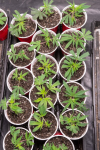 Cannabis plants at the Vermont Grow Barn in Brattleboro. Vermont Grow Barn, a grow supply store, was established in 2021 by Scott Sparks as a sister store to his CBD shop Vermont Hempicurean. Photo by Erica Houskeeper.