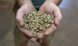 The company estimates it could produce 30,000 to 40,000 tons of pellets a year given the mill capacity and readily available low-grade wood. That’s 100 times the amount of wood pellets they are producing now. Photo by Erica Houskeeper.