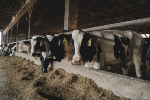 The 2,500-acre farm, home to 600 Holstein cows and 560 youngstock. Milk is processed and bottled within a day, and then sent out for delivery to nearby institutions, like Middlebury College, and locally owned mom and pop general stores. Photo by Erica Houskeeper.