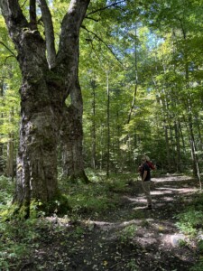 Forest programs at Smokey House include harvesting local wood for affordable housing, cultivating forest crops, and researching the impact of climate change on Vermont's maple industry.