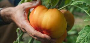 vermont agriculture and food systems