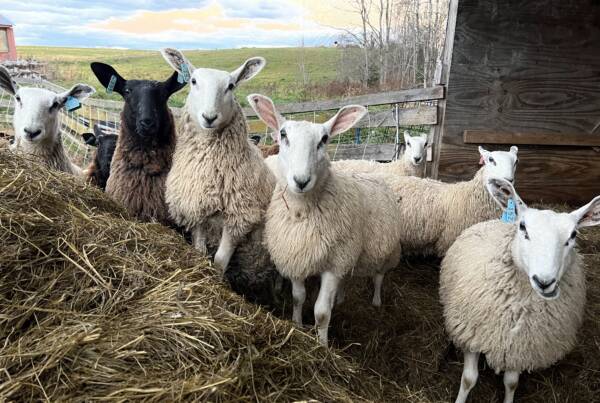 Coopworth Sheep at Snug Valley Farm